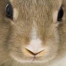 Close Up On A Rabbit Face Animal Faces Bunny Face Animal Pictures
