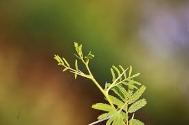 Image result for Acacia davyi