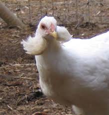 They are sometimes called rainbow layers, because they can lay eggs of any color: Araucana Wikipedia