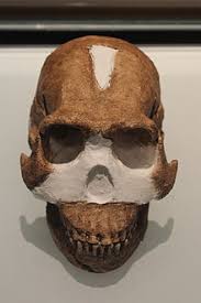 At the time, researchers unearthed more than 1,500. Homo Naledi Wikipedia