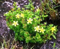 Image result for Sebaea longicaulis