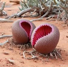 Image result for Hydnora