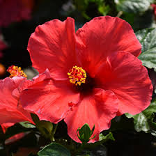 Image result for Hibiscus kirkii