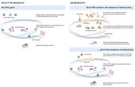 Genes of one species can be modified, or genes can be transplanted from one species to another. Https Www Biointeractive Org Sites Default Files Gmmosquito Educator Sw Pdf