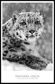 Kittens have been raised indoors with. Snow Leopard Poster