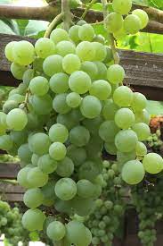 Grow delicious tasty grapes from your own grape vine! Buy Himrod Seedless Grape Vine Plants For Sale Free Shipping 1 Gallon Pot Size From Wilson Bros Gardens