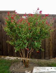 This is one of the best trees for warmer areas. Red Rocket Crape Myrtle Dallas Texas Treeland Nursery