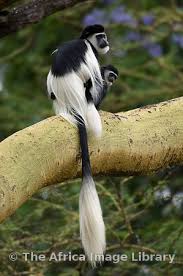 Photos And Pictures Of Black And White Colobus Colobus Guereza Maasai Mara National Reserve Kenya Mother And Baby Animals Monkey Species Black And White