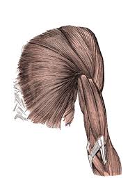We talked about how muscles cover pretty much our entire body (that is why our illustration below is entirely covered with red paper). Upper Arm Muscles Human Body Pictures Diagrams Science For Kids