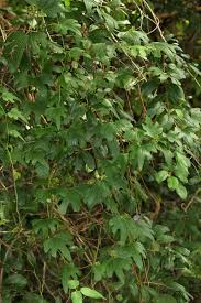 Image result for Dioscorea buchananii