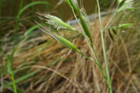 Image result for Rytidosperma davyi