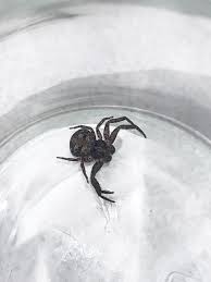 Choose from a wide range of similar scenes. Crab Looking Spider Can Anyone Id Whatsthisbug