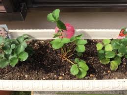 イチゴ苗のプランターでの正しい植え付けの向きと時期はいつ 家庭菜園インフォパーク