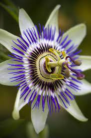 Pin On Flowers Beauty Colors And Design Patterns