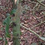 Image result for Tessmannia anomala