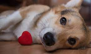 Perhaps your new dog is very girly and deserves a name fit for a princess or perhaps she needs one that is a little less feminine. 125 Dog Names That Mean Love