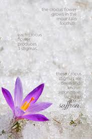 This Article Tells You Everything You Need To Know About Saffron From Cultivation To Choosing Saffron And Even Saffron Saffron Flower Saffron Saffron Recipes