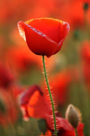 Le Coquelicot Exprime Un Sentiment Passionne La Personne A Qui L On Donne Cette Fleur Est Supposee Hanter Nos Nuits Poppies Amazing Flowers Planting Flowers