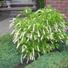Plantfiles Dwarf Virginia Sweetspire Gooseberry Shade Shrubs Garden Shrubs Shade Plants