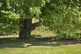 Big Shady Trees Shady Tree Tree Plants