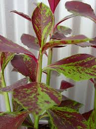 Image result for Synadenium kirkii