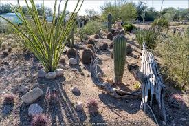 Ever been so angry you swung a cactus. Return To Tucson S Pima Prickly Park