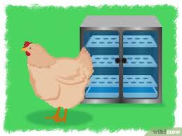 Yang pertama mengerami telur di dalam gelembung atau yang disebut dengan bubble nest breeding betta. 3 Cara Untuk Menetaskan Telur Ayam Wikihow