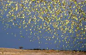 نتیجه جستجوی لغت [flock] در گوگل