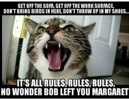 At memesmonkey.com find thousands of memes categorized into thousands of categories. We Have Found The Funniest Memes For Your Caturday I Can Has Cheezburger