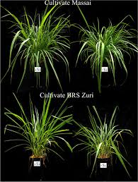 Image result for Panicum infestum