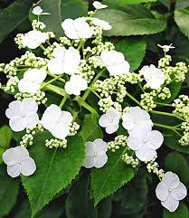 Die kletterhortensie hat stabile haftwurzeln und kommt daher auch ohne rankhilfe zurecht. Kletterhortensie Semiola 1a Qualitat Kaufen Baldur Garten