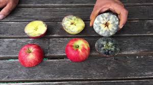 Es ist wichtig den apfel nicht zu früh zu ernten, denn unreife äpfel schrumpeln schneller und sind zudem. Apfelernte Geht In Endspurt Farmticker
