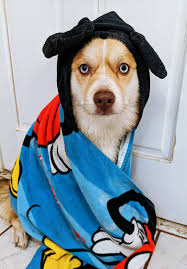 When your landlord says "No dogs allowed" 🤣 Credit: storyful