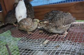 Are my 3 12 week Quails Male or Female? | BackYard Chickens - Learn How to  Raise Chickens