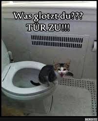 Lustige Hunde Katzen Und Andere Tiere Einfach Mal Lachen Facebook