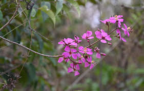 Image result for Dichaetanthera