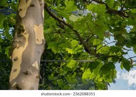 Image result for Platanaceae