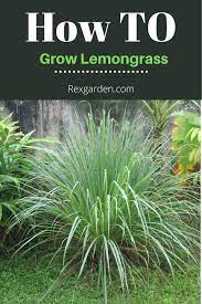 How To Grow Lemongrass Grow Lemongrass Lemon Grass Easy Plants To Grow