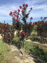 Image result for Lagerstroemia