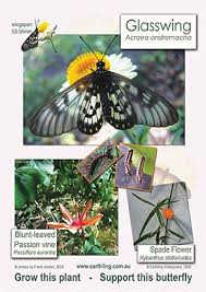 The lovely clusters of brilliant flowers appear in a wide range of colors attract butterflies and hummingbirds. 56 Butterfly Host Plants Ideas Plants Australian Native Plants Native Australians