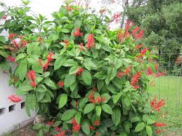 This is the second i've bought. Photo Of The Entire Plant Of Firespike Thyrsacanthus Tubaeformis Posted By Terrafirma Garden Org