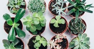 We did not find results for: 24 Best Low Light Succulents That You Can Grow Indoors Gardening Chores