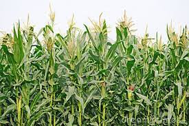 13647765171583748862agriculture Corn Field Thumb22346194 Hi Png 600 399 Pixels Agriculture Wallpapers Vintage Growing Corn