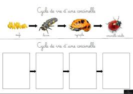 Le Cycle De Vie De La Coccinelle En 2020 Cycle De Vie Coccinelle Sciences En Maternelle
