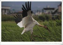 rare siberian crane given special protection in taiwan after getting lost siberian crane protection