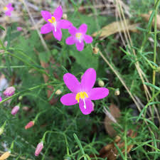 Image result for Chironia