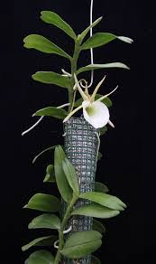 Image result for Angraecum infundibulare