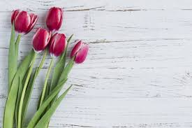 Download White Wooden Surface With Tulips For Mother S Day For Free Tulips Flower Background Wallpaper Flower Backgrounds