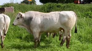 Now $107 (was $̶1̶3̶2̶) on tripadvisor: De Chianina Zuchtbetrieb In St Goar Rlp Deutschland En Chianina Breeding Farm In St Goar Rlp Germany
