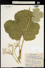 Image result for Heracleum abyssinicum